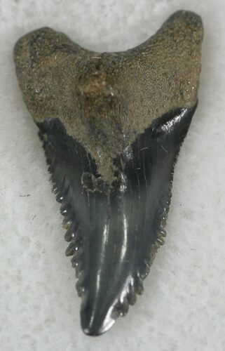 Upper Anterior Hemipristis Shark Tooth Fossil - Florida #24341